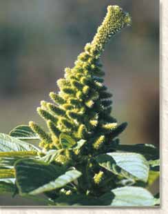 Amaranthus hypocondriacus var Mercado from the south of Mexico