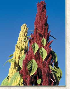 Grain Amaranth Amaranthus cruentus var Multiflora