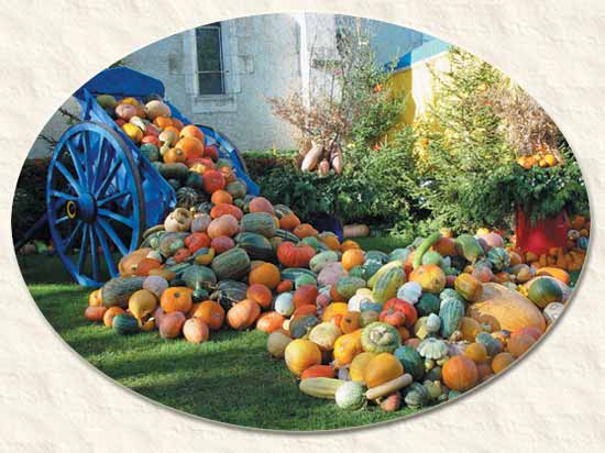 barrow load of squashes