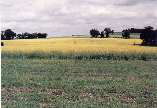 field in flower