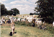 protesters moving into the field