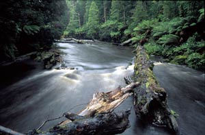Styx River, Geoff Law, Wilderness Society