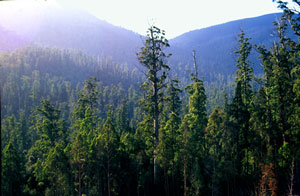 Eucalyptus regnans forest, Styx Valley, Tasmania, Geoff Law, Wilderness Society