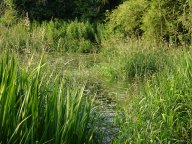 Alton water meadows