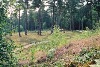 Leith Hill open woodland