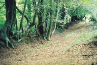 Leith Hill woodland track