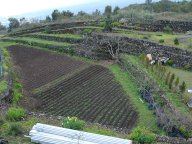 potato field